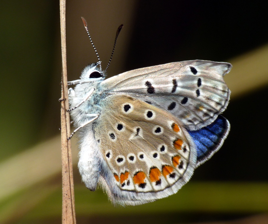 Farfalla da identificare